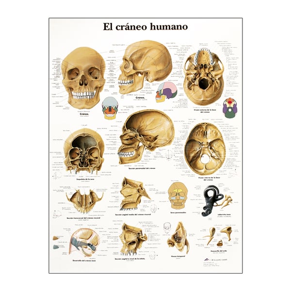 Lámina de anatomía del Cráneo humano
